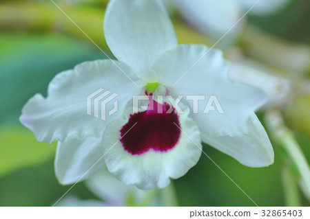 Dendroleum 32865403