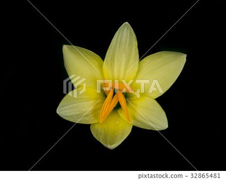 Beautiful rain lily flower. 32865481
