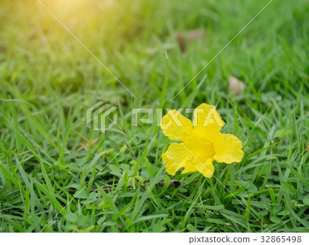 Tecoma stans or Yellow Trumpetbush flower on grass Tecoma stans or Yellow Trumpetbush flower on grass 32865498