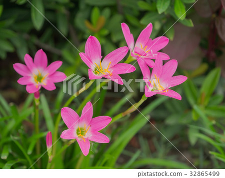 Beautiful rain lily flower. Beautiful rain lily flower. 32865499