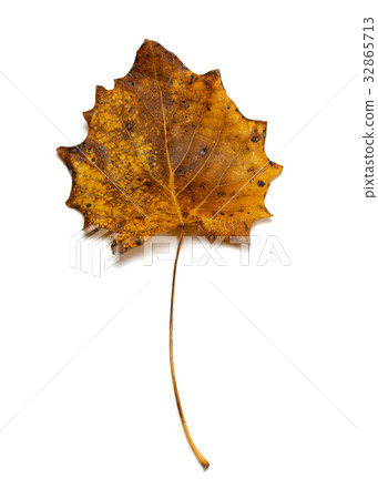 Autumn dried quaking aspen leaf 32865713
