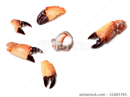 Cooked pincers from crab and broken rapana shell 32865765