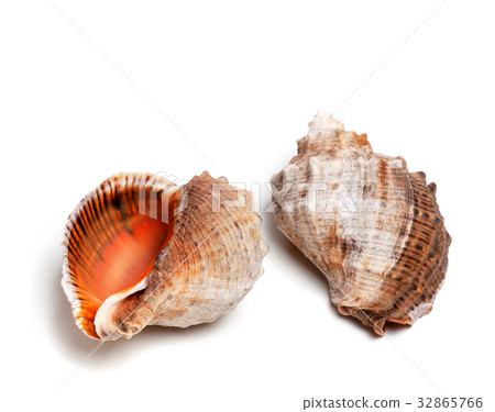 Two shells from rapana venosa Two shells from rapana venosa 32865766
