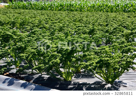 Parsley field Parsley field 32865811