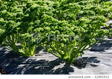 Parsley field Parsley field 32865812