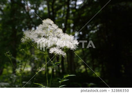 White flowers of Japanese larch (karamatsu grass) bloom White flowers of Japanese larch (karamatsu grass) bloom 32866350