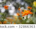  黃波斯菊 32866363