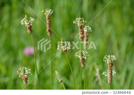 長葉車前的夏天 32866648