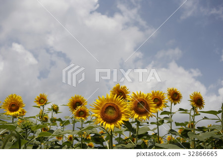 向日葵 32866665