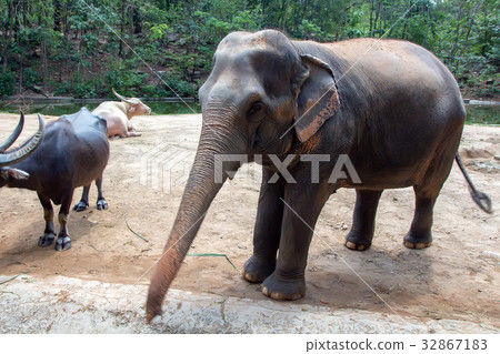 Asian elephant or elephas maximus in captivity Asian elephant or elephas maximus in captivity 32867183