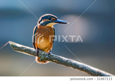 Kingfisher or Alcedo atthis perches on branch 32867213