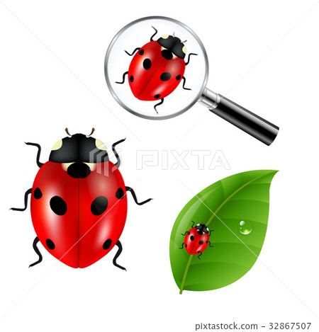 Ladybugs Set Ladybugs Set 32867507