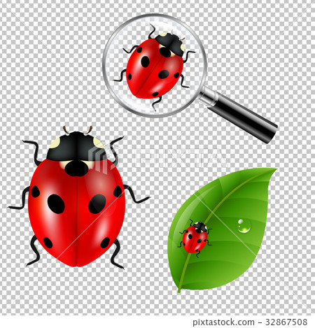 Ladybugs Set 32867508