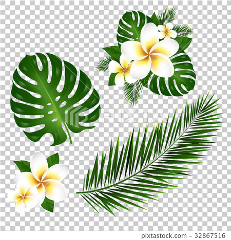 Palm And Monstera Tree Leaf Palm And Monstera Tree Leaf 32867516