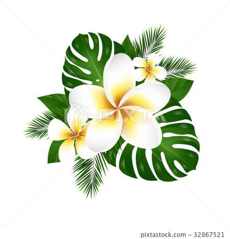 Plumeria Plumeria 32867521