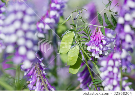 Nayoxa富士的果子 32868204