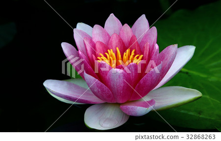 The water lily of Genkuji 32868263