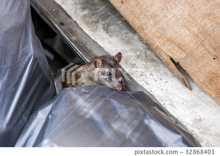 A rat behind the garbage bag. selective focus 32868401
