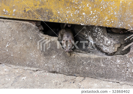 A rat come out from under the building.  32868402