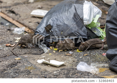 Three dirty mice eat debris next to each other. Three dirty mice eat debris next to each other. 32868403