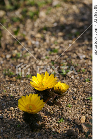 阿多尼斯拉莫薩 阿多尼斯拉莫薩 32868589