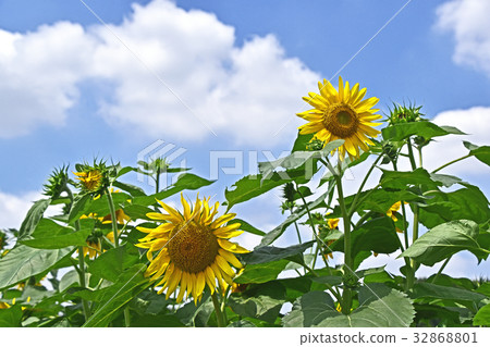 Sunflower (sunflower) 32868801