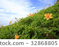 黃花菜 32868805