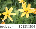 黃花菜 32868806