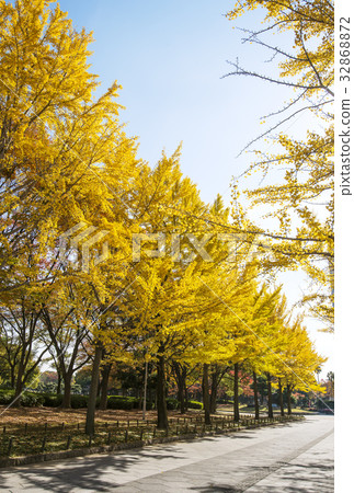 Osaka sightseeing autumn image Daisen Park image material 32868872