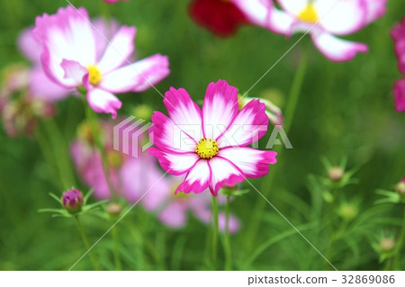 Cosmos 32869086