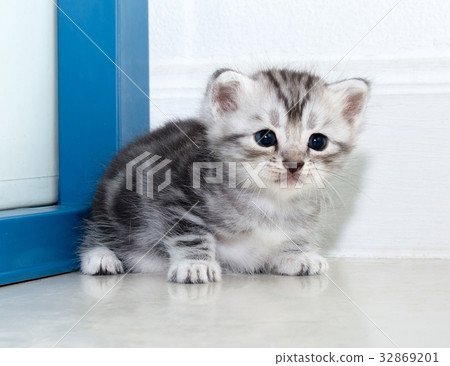 Cute American Shorthair Cat Kitten With Copy Space Stock Photo