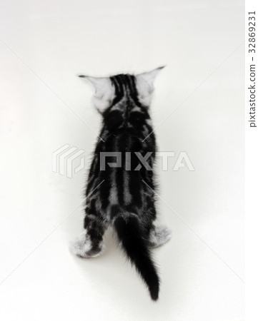 Cute American shorthair cat kitten with copy space 32869231