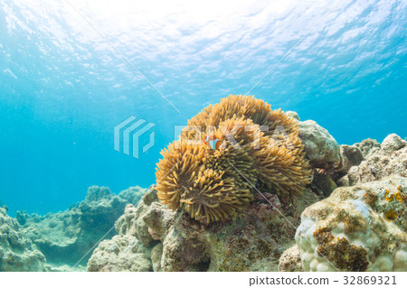生活在海葵，沖繩縣海，八重山群島，石垣島的小丑魚 32869321
