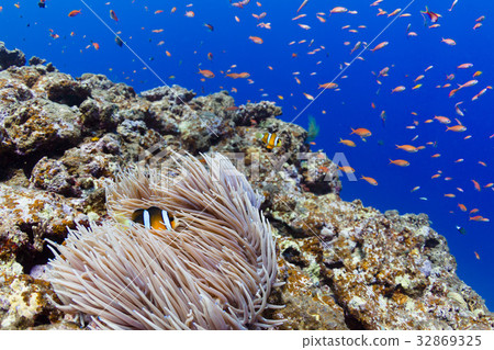 生活在海葵中的anemonefish沖繩縣 宮古群島 Irabu島的海 照片素材 圖片 圖庫