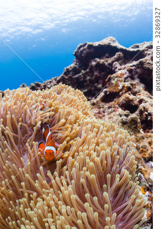 小海魚生活在海葵沖繩縣·慶良間群島·座間味海 小海魚生活在海葵沖繩縣·慶良間群島·座間味海 32869327