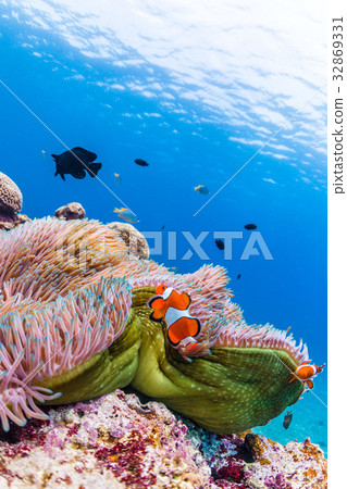 Clownfish living in sea anemone Okinawa Prefecture · Kerama Islands · Zamami sea 32869331