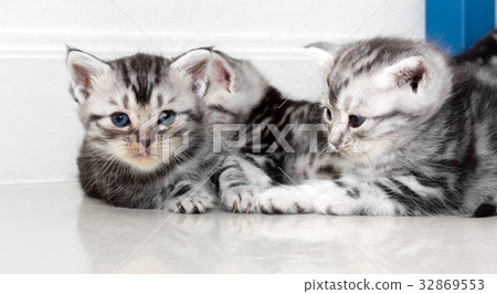 Cute American shorthair cat kitten with copy space 32869553