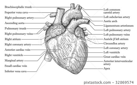 Anatomical Human heart drawn sketch inscription Anatomical Human heart drawn sketch inscription 32869574