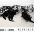 American shorthair mother cat was breastfeeding 32869628