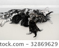 American shorthair mother cat was breastfeeding 32869629