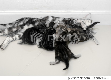 American shorthair mother cat was breastfeeding 32869629