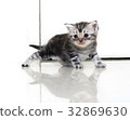 Cute American shorthair cat kitten with copy space 32869630