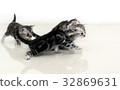 Cute American shorthair cat kitten with copy space 32869631