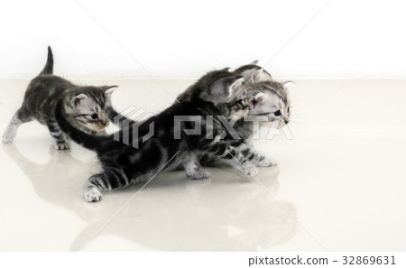 Cute American shorthair cat kitten with copy space 32869631