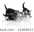 Cute American shorthair cat kitten with copy space 32869632