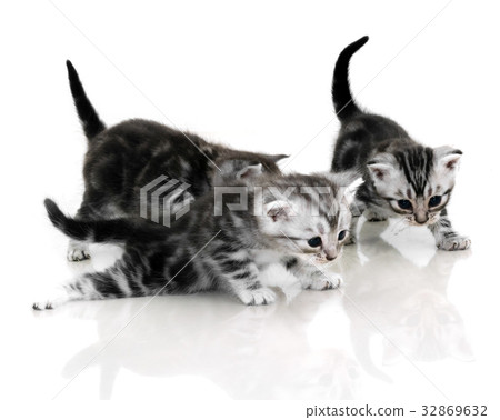 Cute American shorthair cat kitten with copy space 32869632