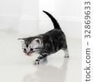 Cute American shorthair cat kitten with copy space 32869633