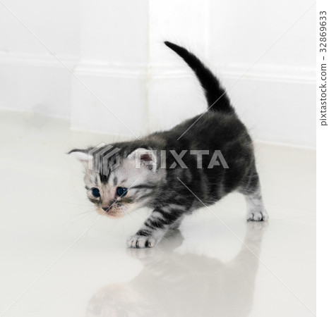 Cute American shorthair cat kitten with copy space 32869633