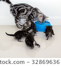 American shorthair cat family.  32869636