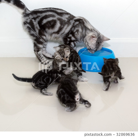 American shorthair cat family.  32869636